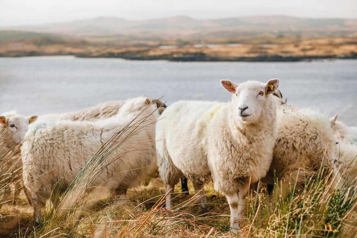 Austria: Owce pracujące na farmie fotowoltaicznej